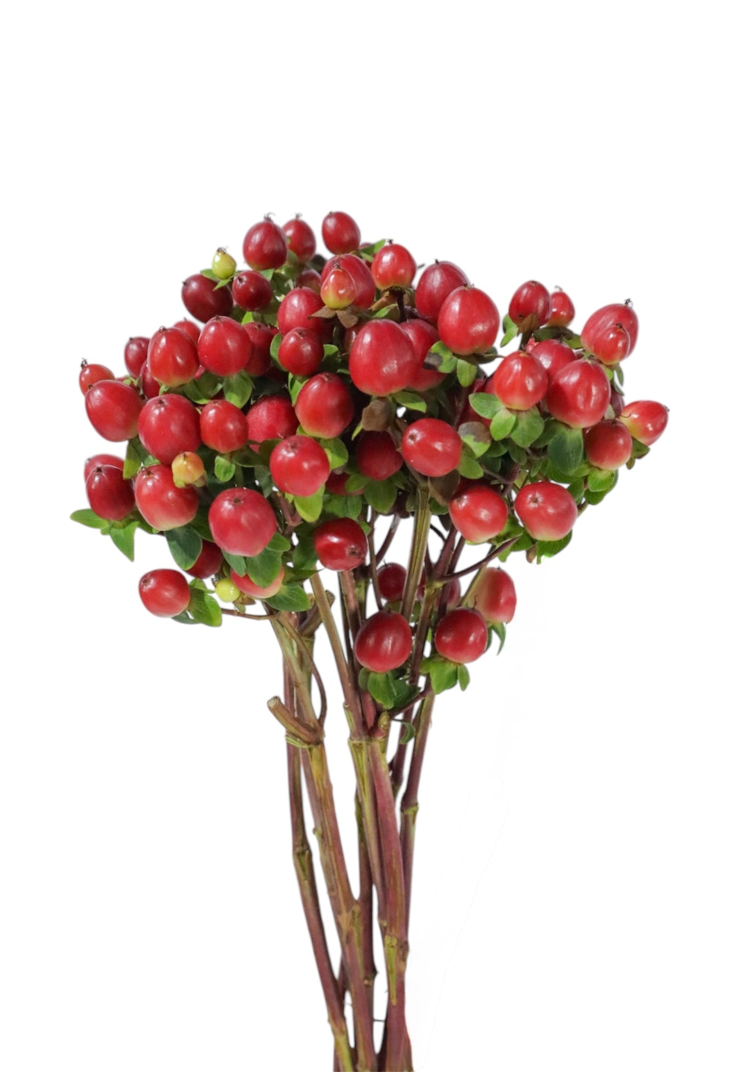 HIPERICUM