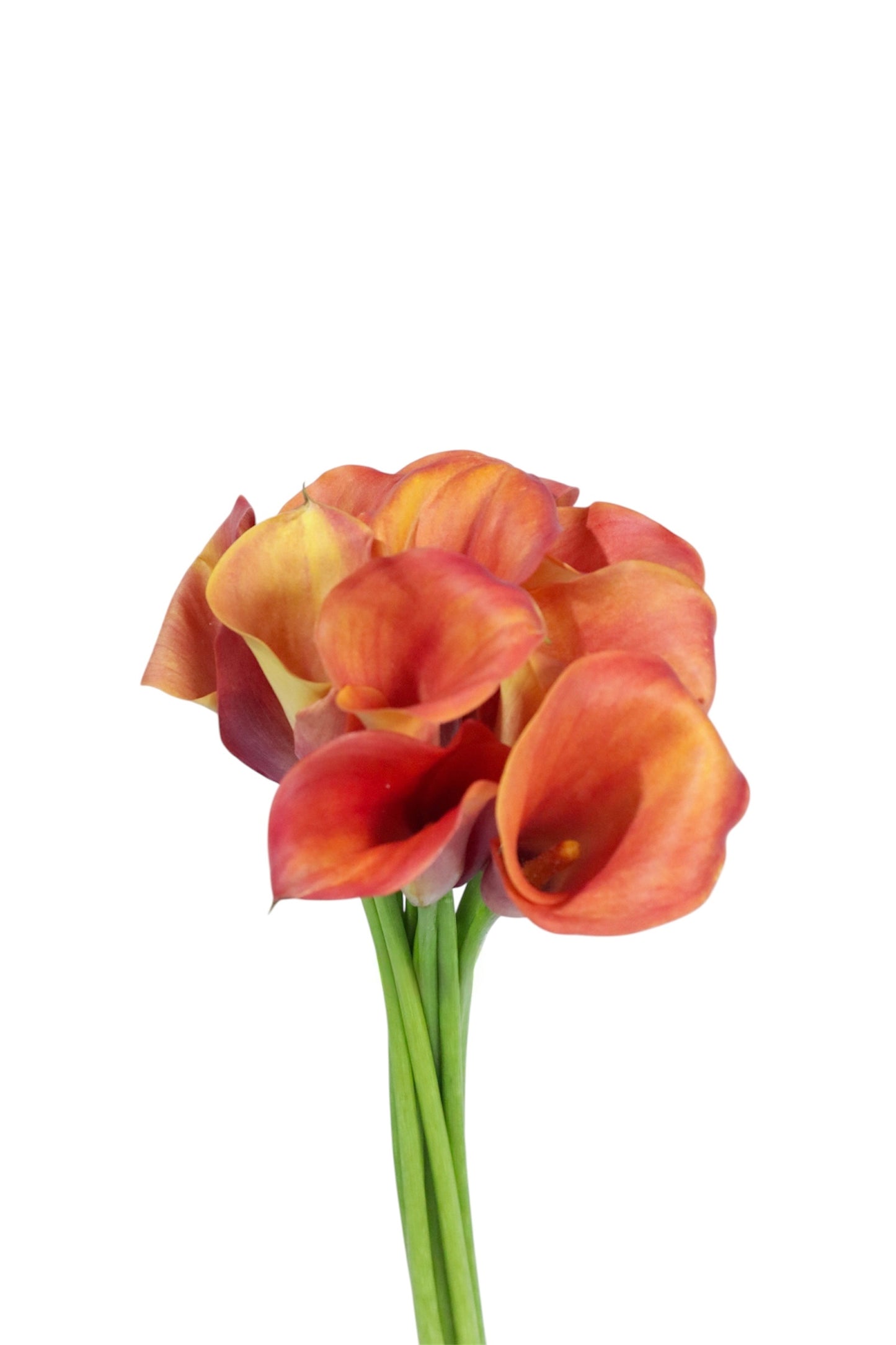 MINI CALLAS