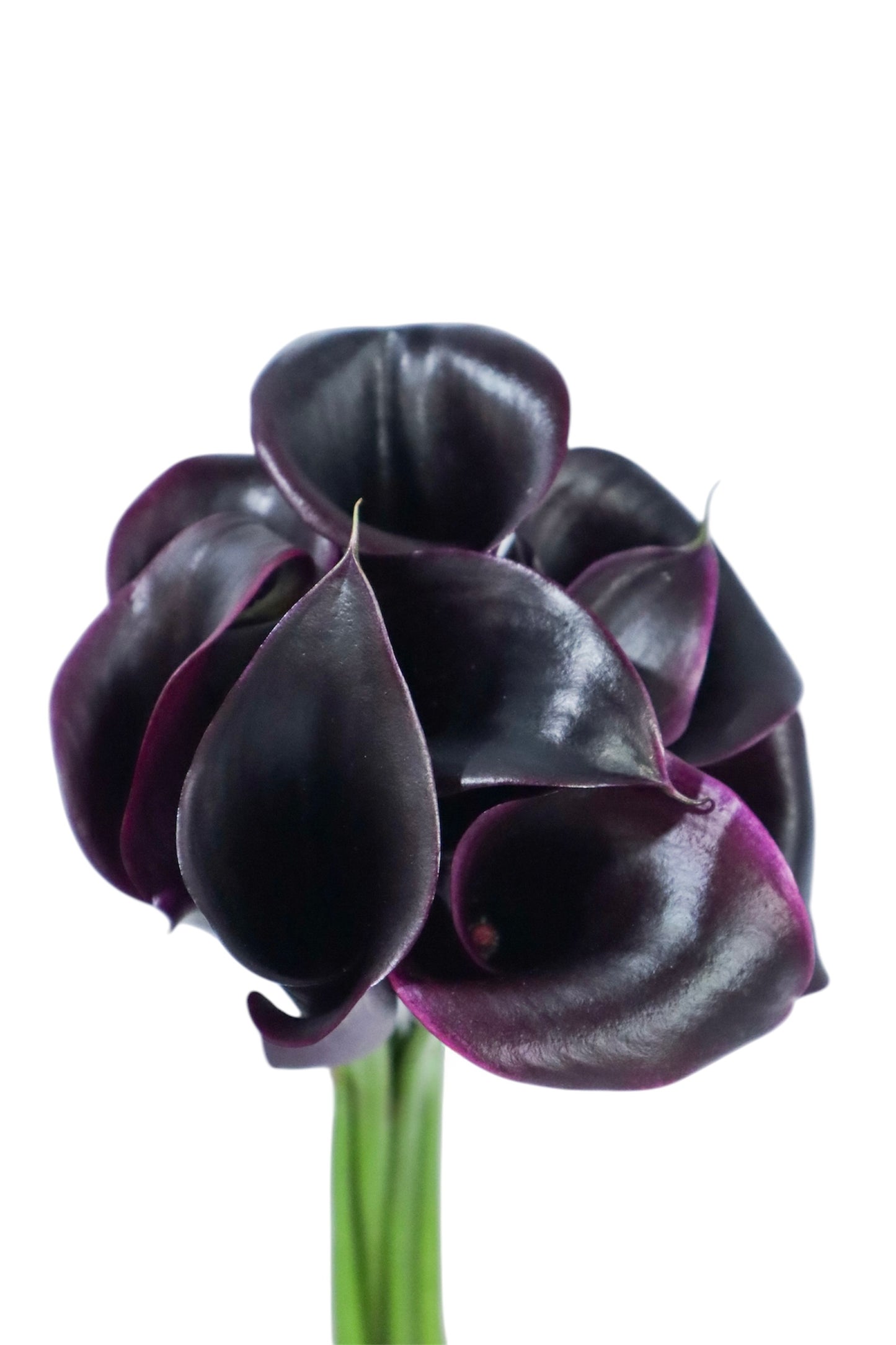 MINI CALLAS