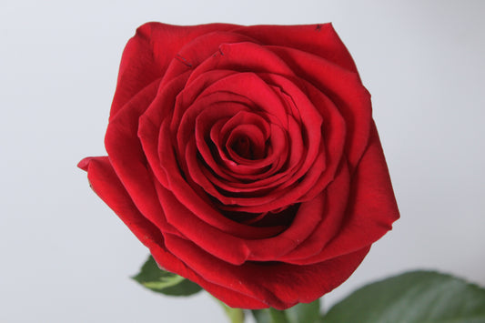 ROSA ROJA