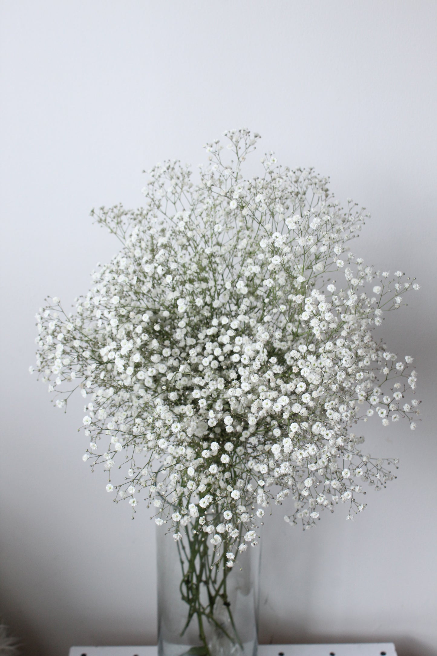 GYPSOPHILA