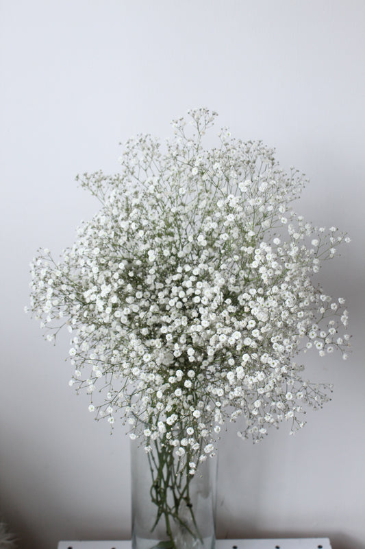 GYPSOPHILA