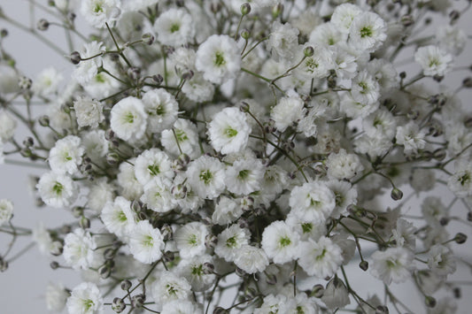 GYPSOPHILA