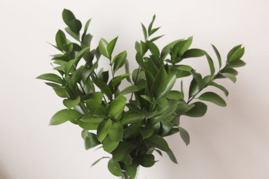 RUSCUS