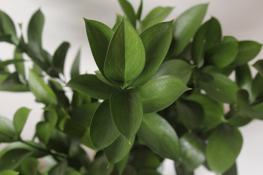 RUSCUS