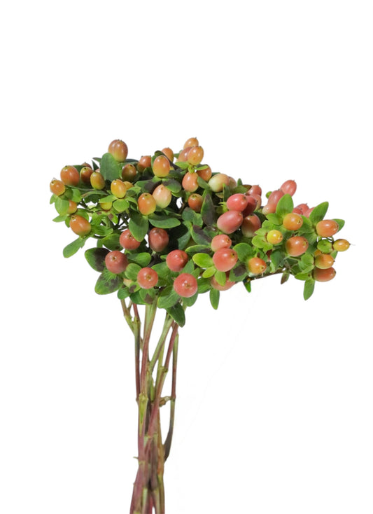 HIPERICUM ROSADO