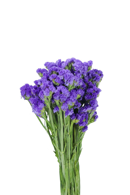 STATICE PURPLE