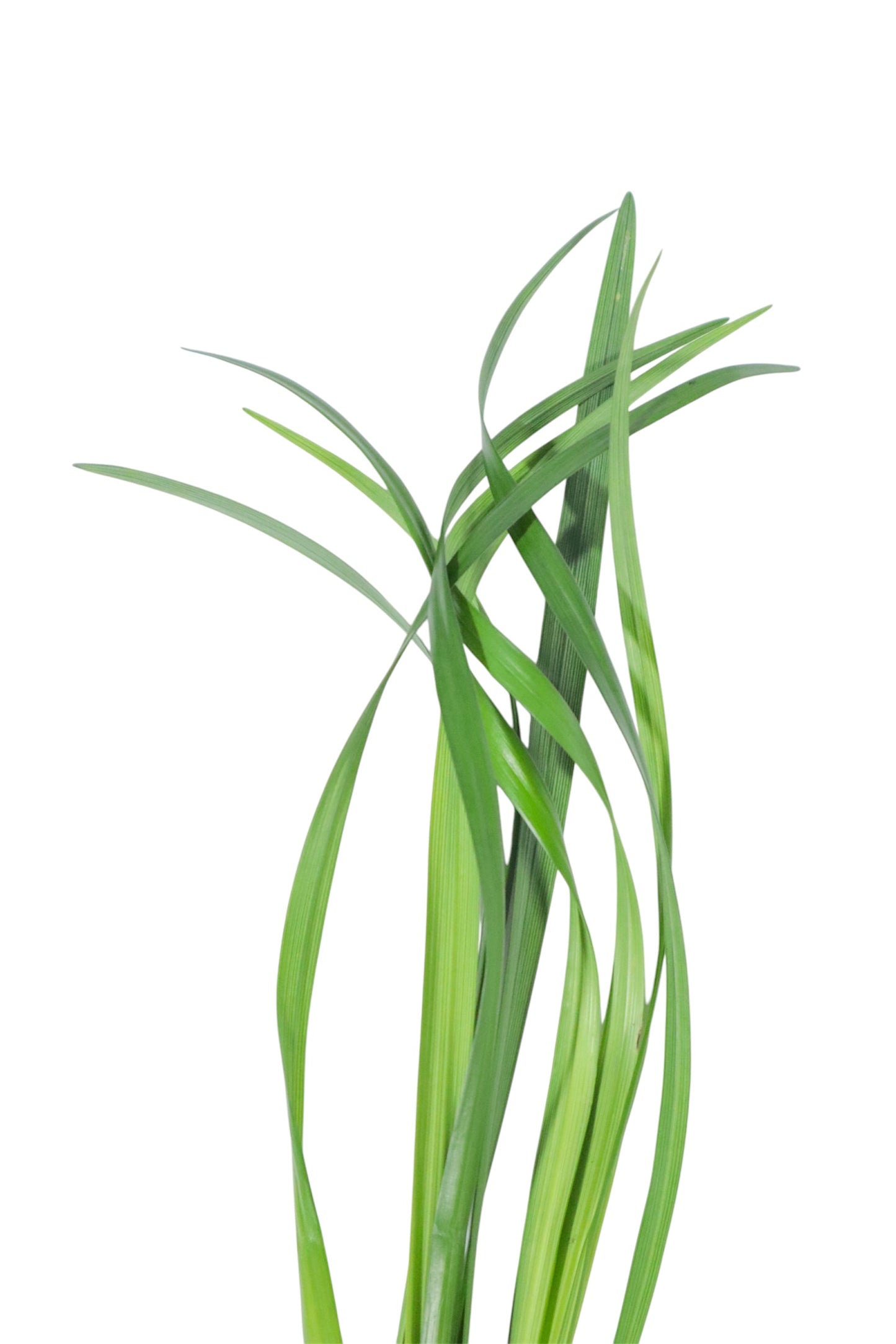 LILYGRASS