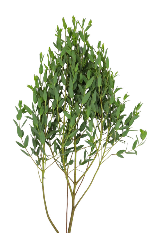 EUCALIPTO PARVIFOLIA