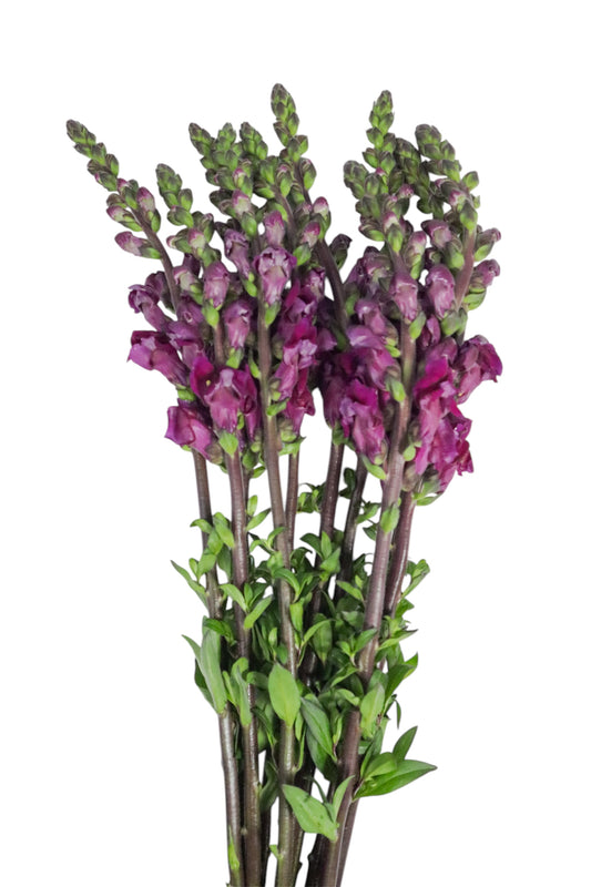 SNAP DRAGON PURPLE