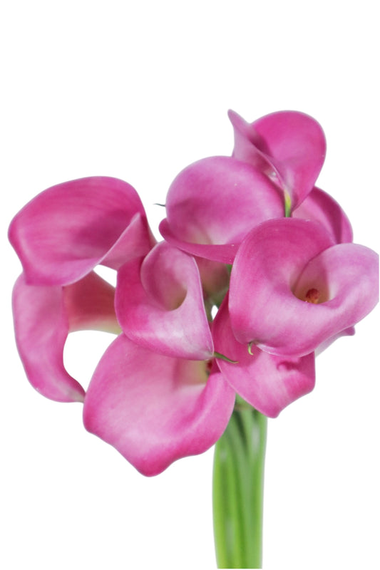 MINI CALLAS