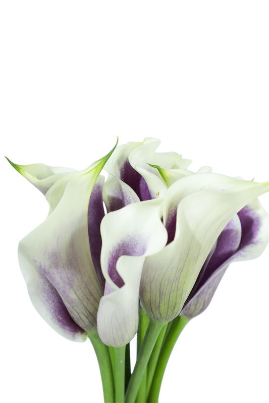 MINI CALLAS